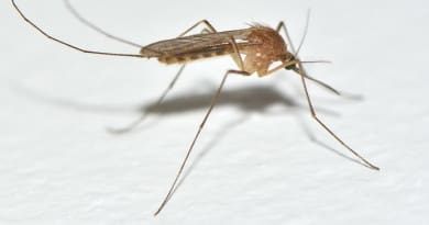 KOMARAC ZARAŽEN VIRUSOM ZAPADNOG NILA NAĐEN U „ŠUMICI” KOMARAC ZARAŽEN VIRUSOM ZAPADNOG NILA NAĐEN U „ŠUMICI”