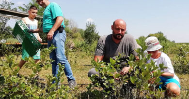 NA IMANjU BOJANA MARČETE IZ ŽITIŠTA POČELA BERBA ARONIJE NA IMANjU BOJANA MARČETE IZ ŽITIŠTA POČELA BERBA ARONIJE